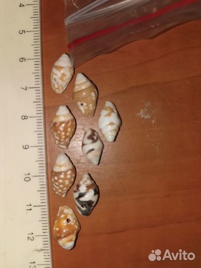 Два пакетика с натуральными ракушеками