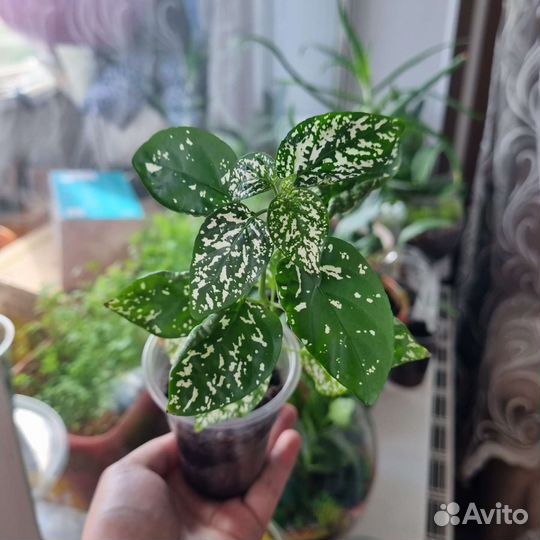 Гипоэстес черенки