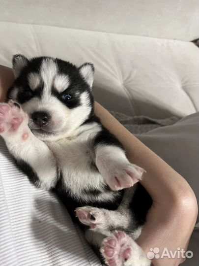Щенки сибирской хаски
