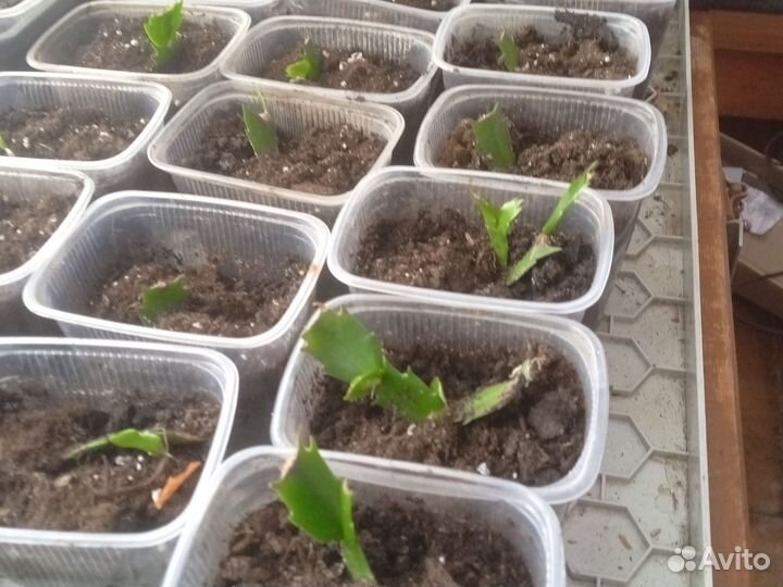 Декабрист шлюмбергера красный