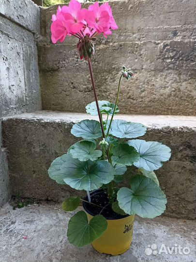 Герань Нано Дип Роуз