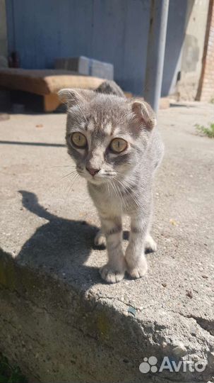 Котенок-девочка в добрые руки