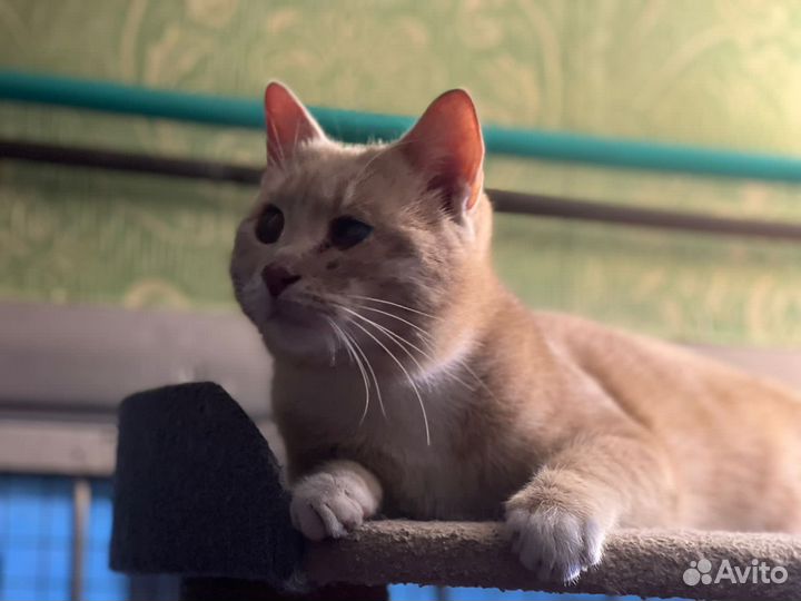 Котенок, мальчик