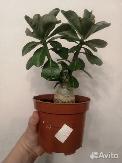 Адениум абессум