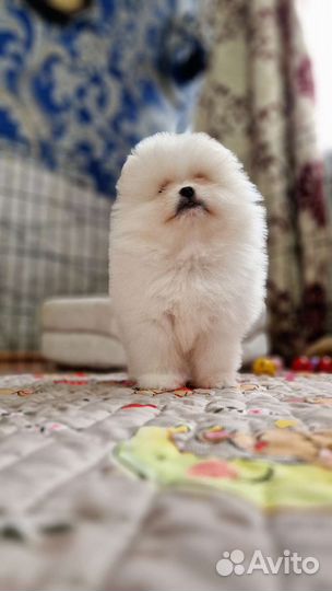 2 мальчика. есть видео