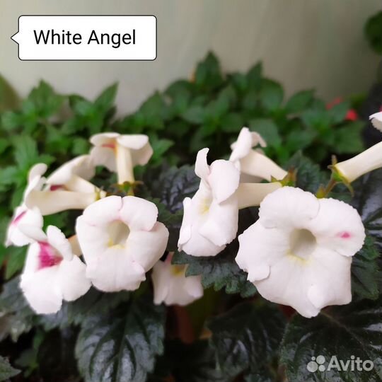 Сортовые ахименесы