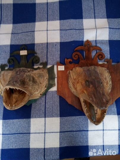 Чучело рыбы головы щуки и судака