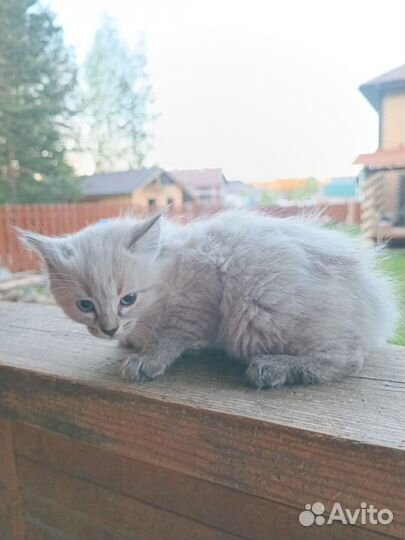 Кошка