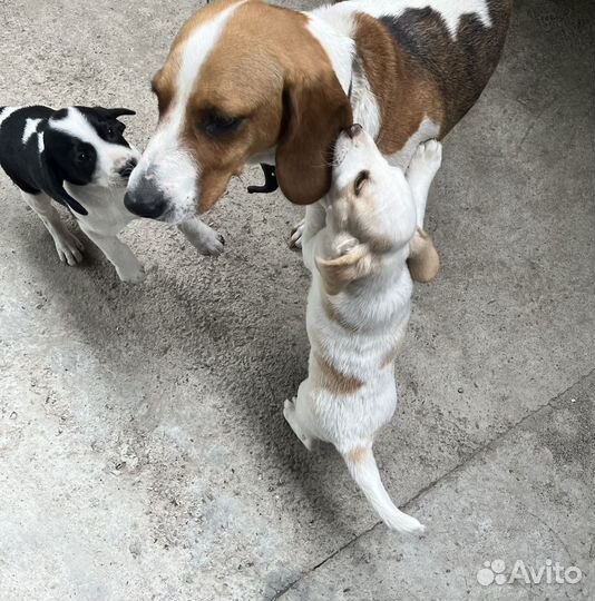 Щенки эстонской гончей