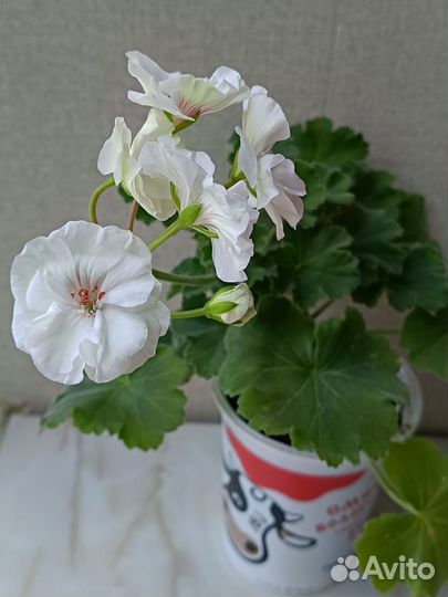 Пеларгония герань