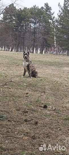 Вязка сао