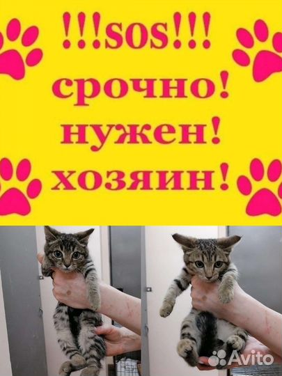 Котята в Добрые семьи