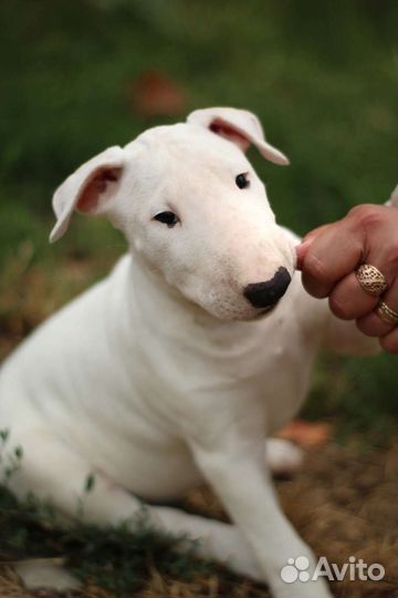 Стандартный бультерьер