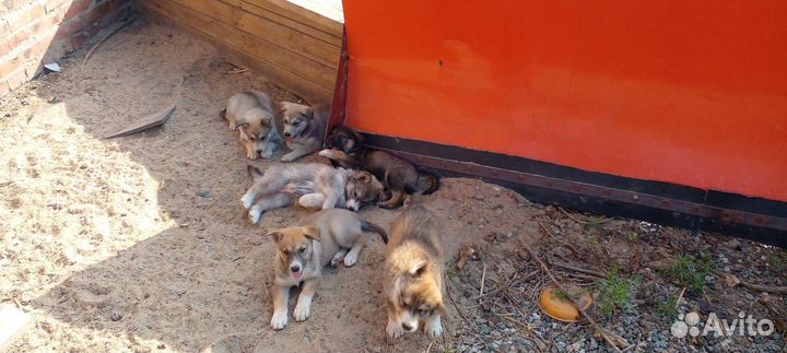 Отдам бесплатно щенки