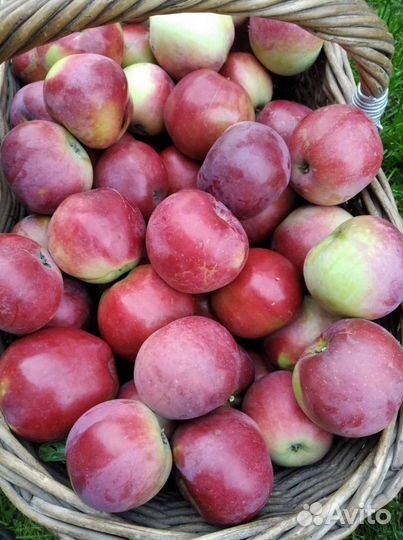 Яблоки сорт Москвичка