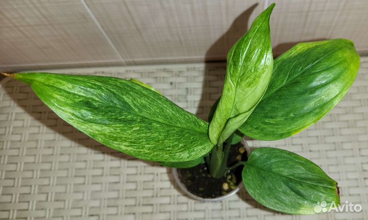 Сциндапсусы #2