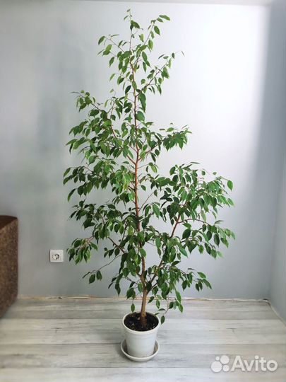 Фикус бенджамина большой