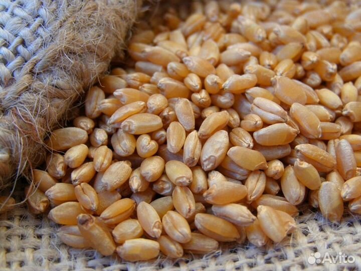 Зерно пшеница