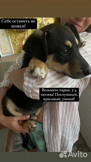 Отдам бесплатно щенки