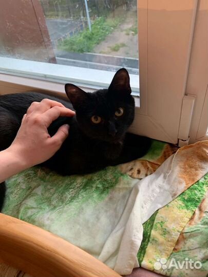 Кошки в добрые руки