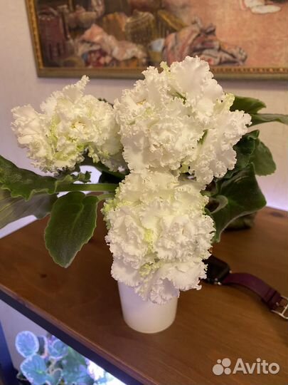 Детки сортовых фиалок