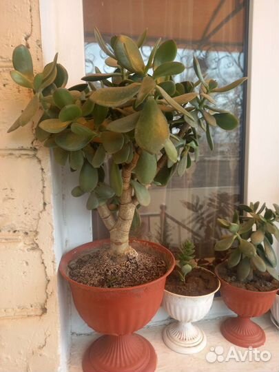 Красула толстянка