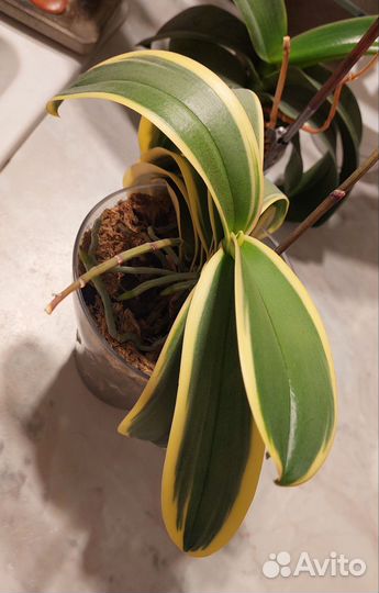 Орхидея фаленопсис Sogo Vivien Variegata