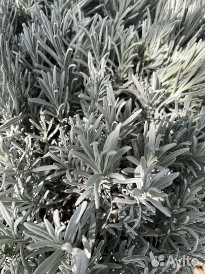 Лаванда широколистная