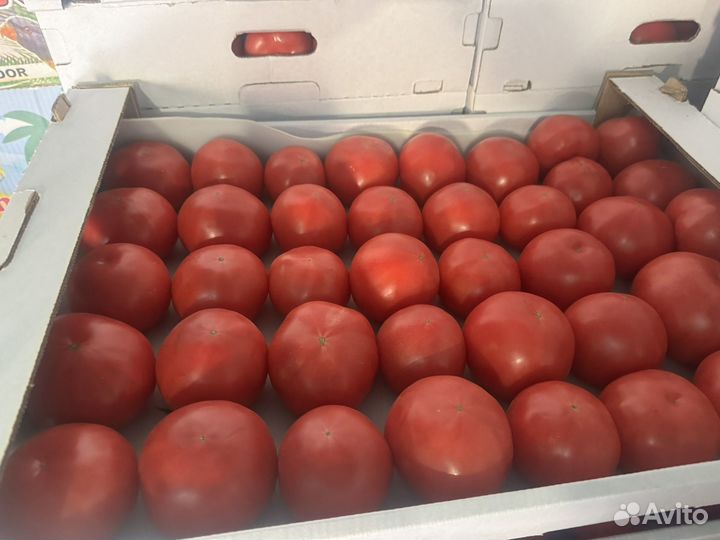 Помидор