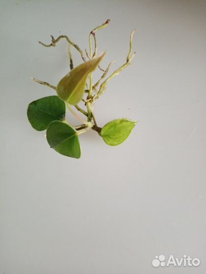 Комнатные цветы антуриум