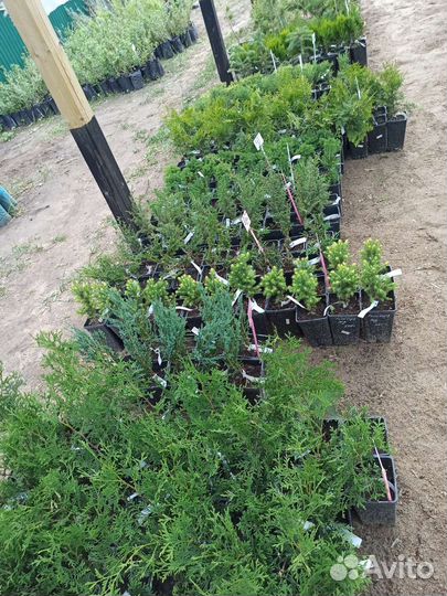 Большой выбор хвойных растений