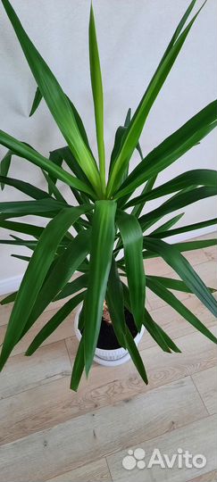 Пальма юкка