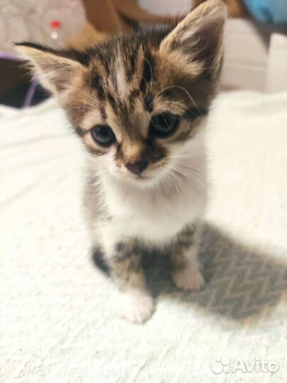 Кошка и котик в дар