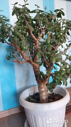 Денежное дерево