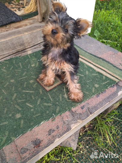 Йоркширский терьер щенки девочки