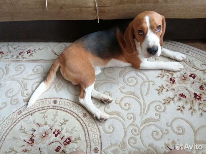 Бигль вязка