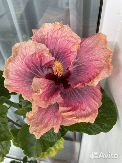 Гибискус criss countess