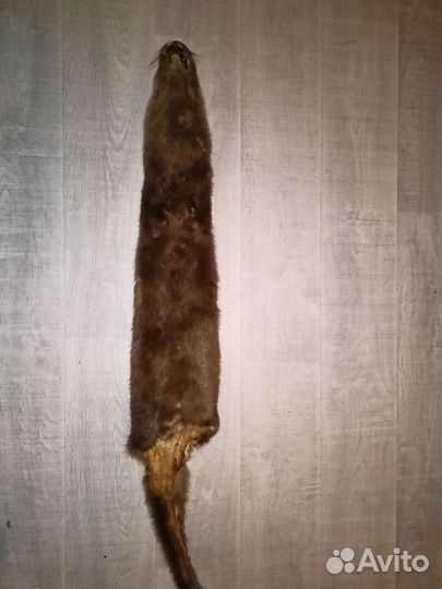Шкура выдры