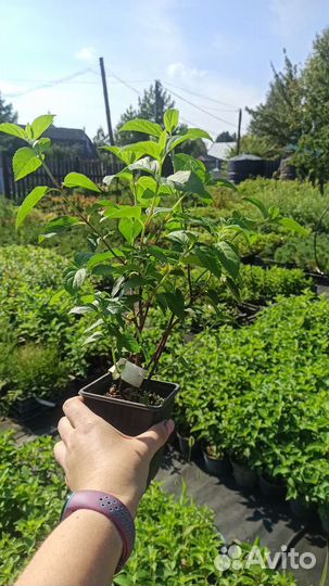 Гортензии в ассортименте