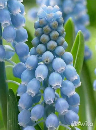 Многолетники