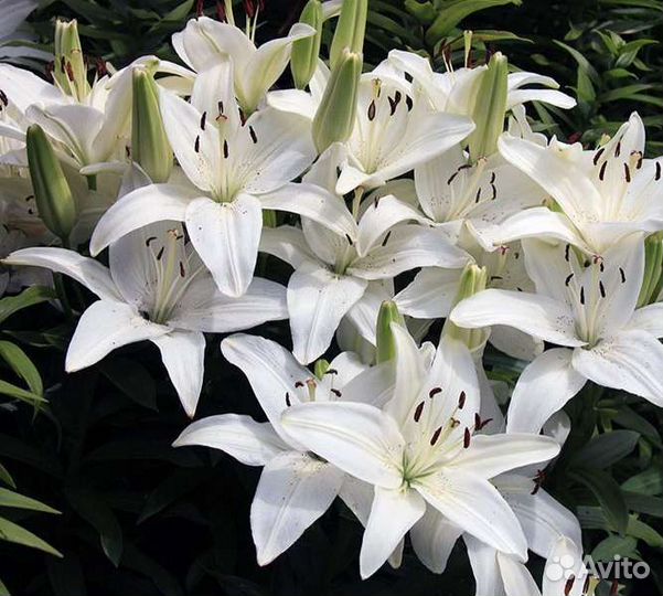 Лилия белая крупная