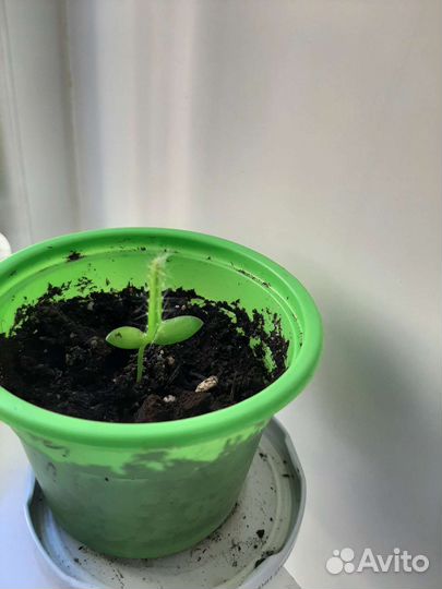 Питахайя (Драконий фрукт)