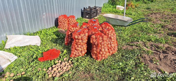 Продам картофель