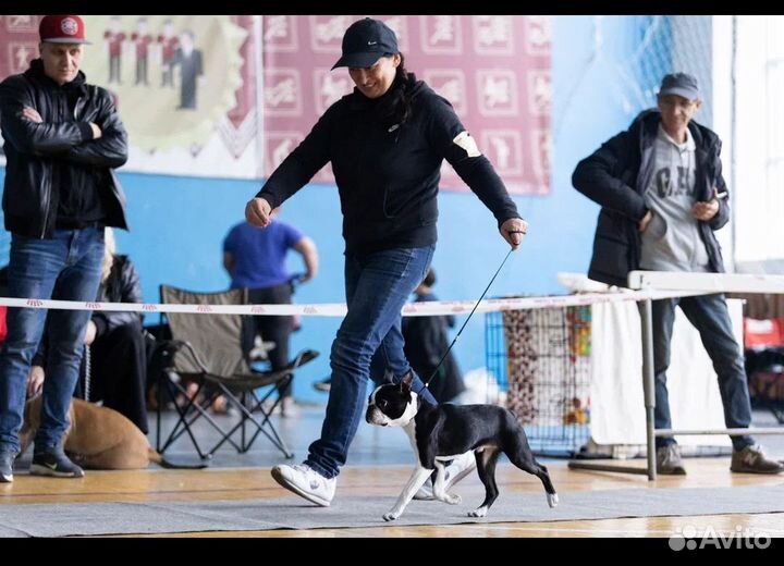 Бостон терьер