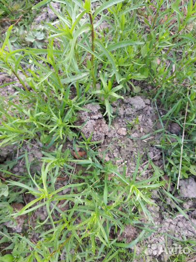 Мята, эстрагон(тархун) под посадку