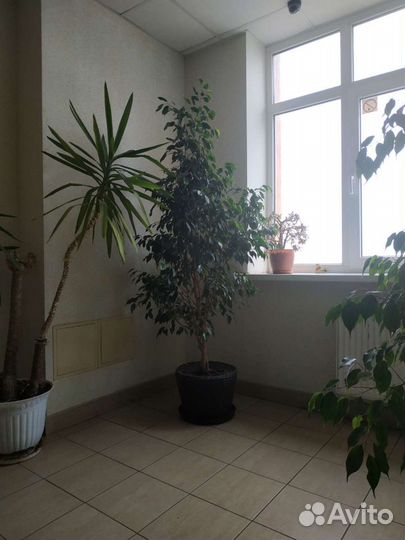 Фикус бенджамина