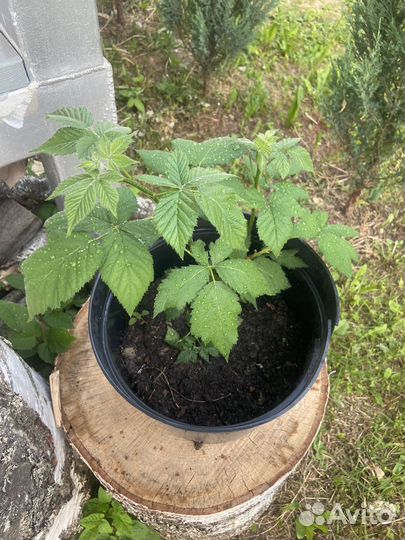 Безшипная ежевика