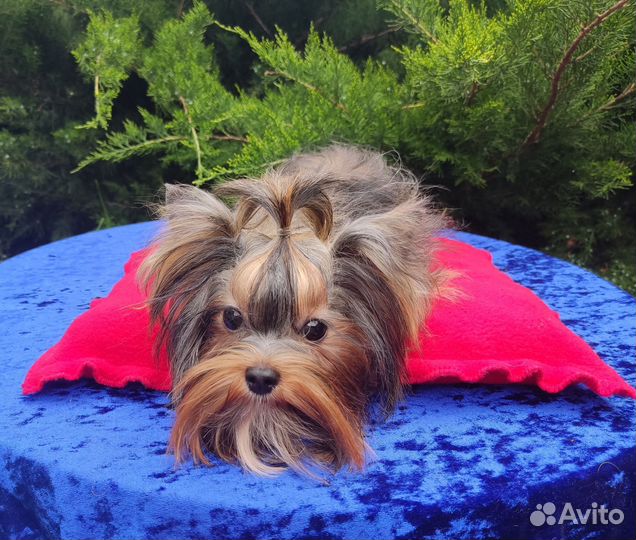 Мини йорочка