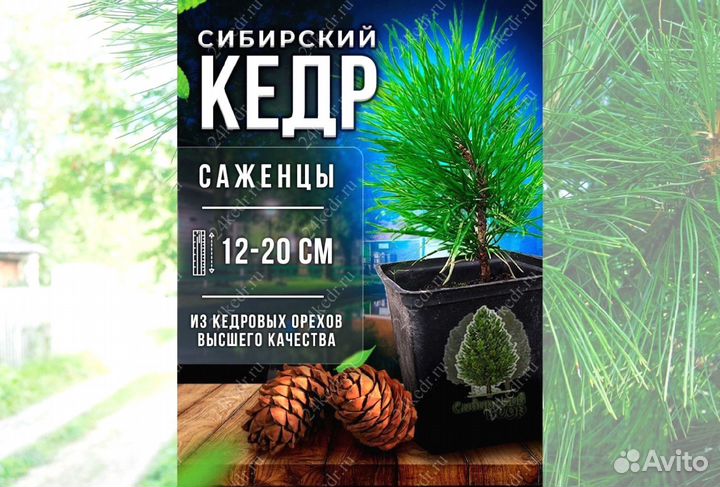 Саженцы кедра от производителя