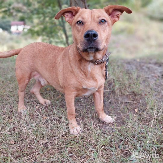 Собаки мелкой породы разные